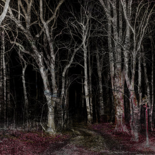 Forest 8823