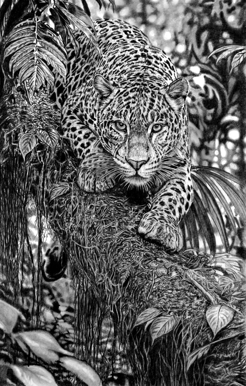 Léopard de la jungle