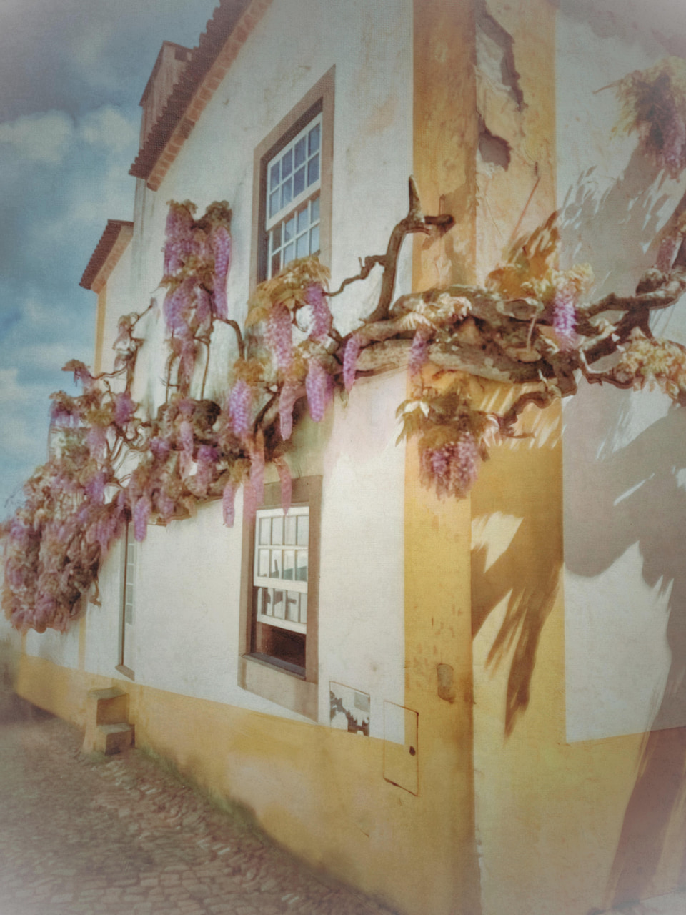 Blauregen an einer sonnenbeschienenen Wand, Óbidos
