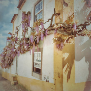 Blauregen an einer sonnenbeschienenen Wand, Óbidos