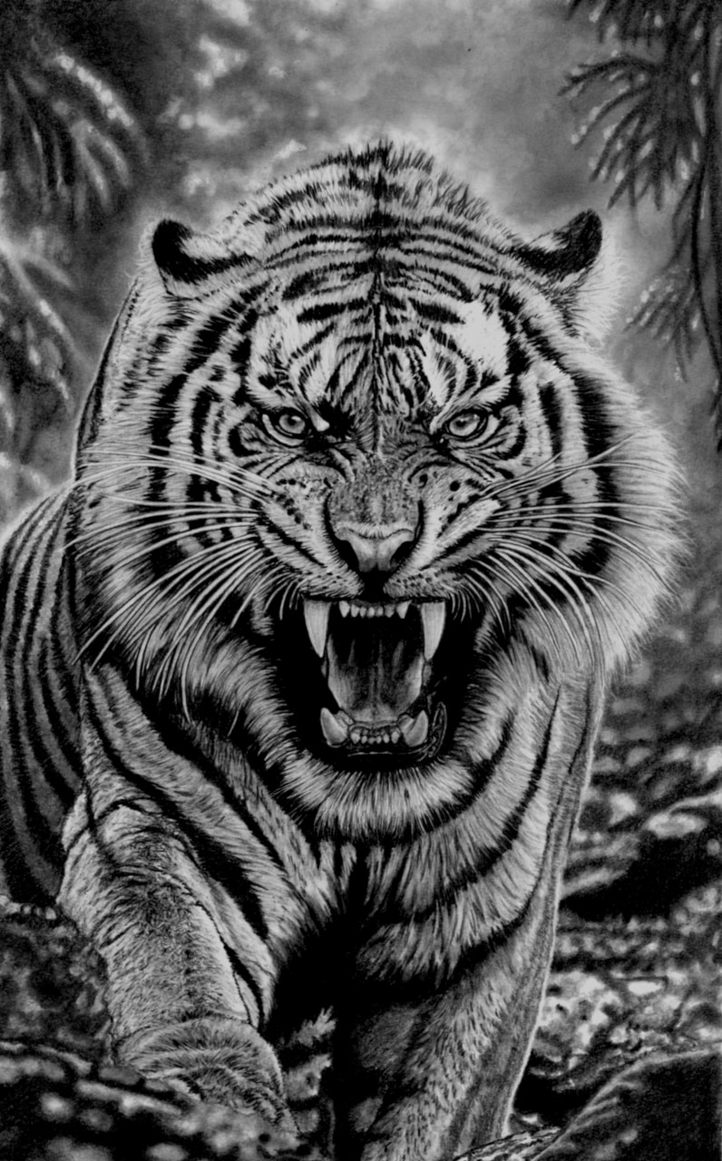 Tigre de la jungle