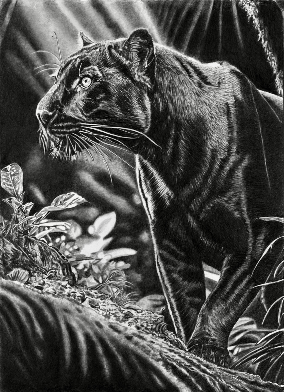 Panthère noire