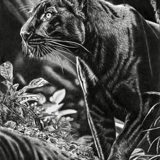 Panthère noire