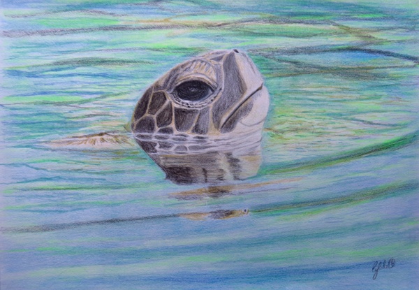 Sea Turtle
