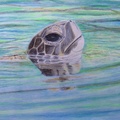 Sea Turtle