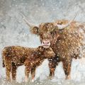 Highland Cow And Calf