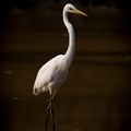 Gloom Wader