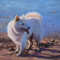 Perro junto al mar 3