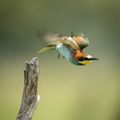 Dive! Dive! Dive!