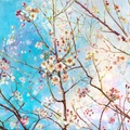 Frühlingsblüten