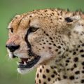 Crouching Cheetah