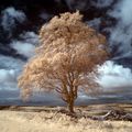 Majestic Beech, Above North Down.