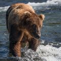 Paddling-ton Bear