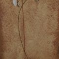 Orchid
