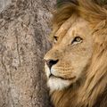 Lion Eyes
