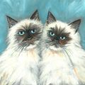 Himalayan Cats