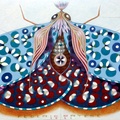 Mariposa cromática: azul claro