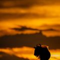Gnu horizon