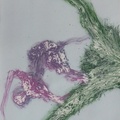 The Heather 1