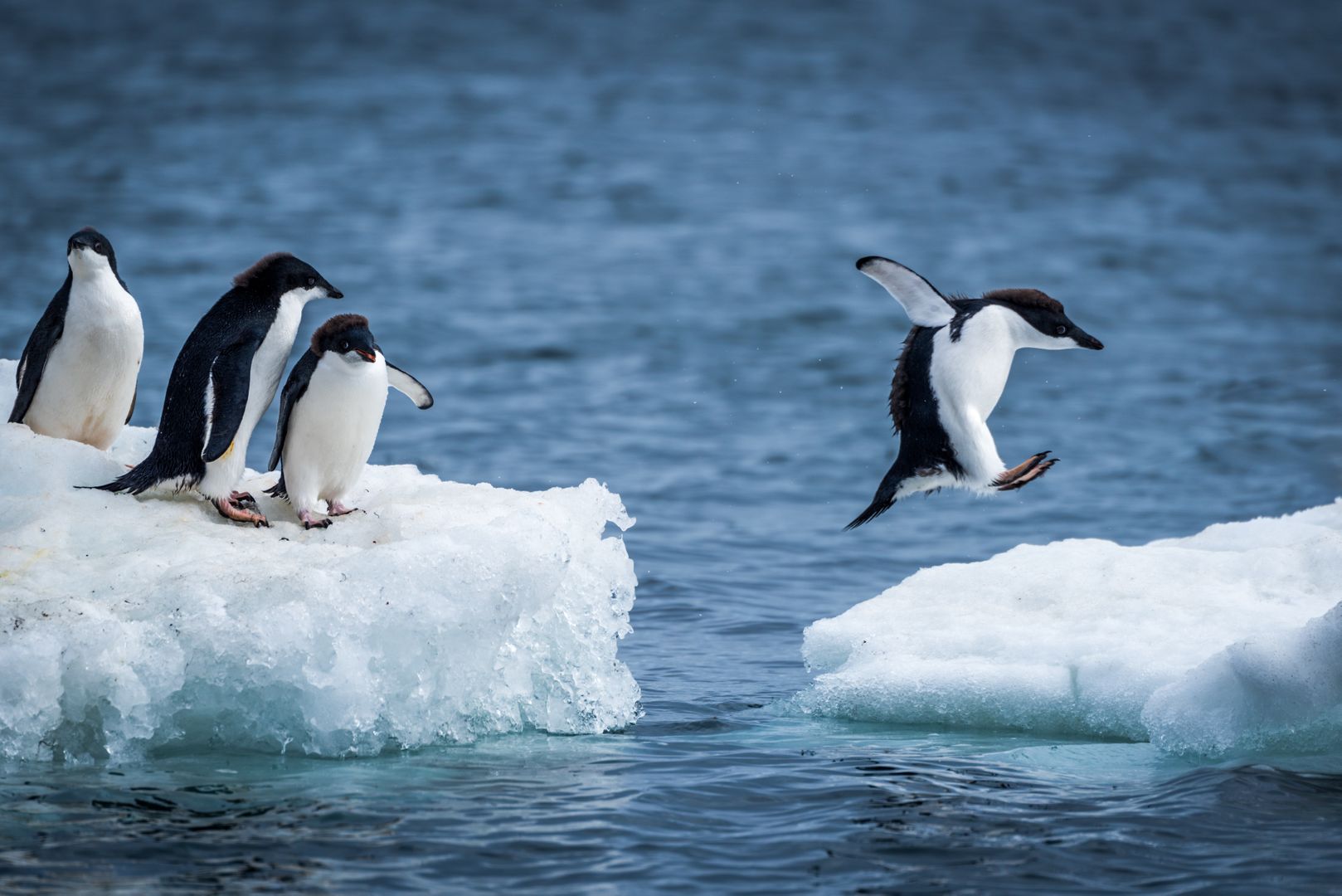 Eddie the Penguin — Nick Dale