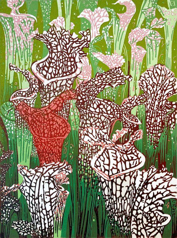 Sarracenia Leucophylla