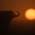 Horn Of Africa