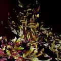 Autumn Whirlwind