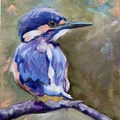 Kingfisher Bird