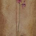 Pink Orchids