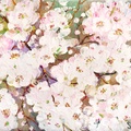 Pear Blossom