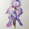 Iris