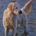 Perro junto al mar