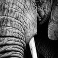 Does My Trunk Look Big In This...?
