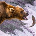 Bear Necessities