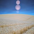 Wheatfield, Sussex.