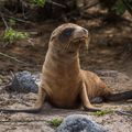 Seal of Approval