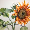 Sunflower With Attitude