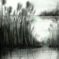 Lago con juncos
