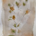 The Delicate Flowers