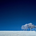 Three Trees, Windsor Common