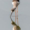 Mirror Image