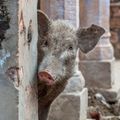 Pig-aboo