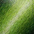 White Green Knife Texture