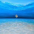 Vanguard of the Angels, underwater seascape with fish