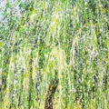 Willow
