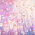 Aroma de flores de cerezo