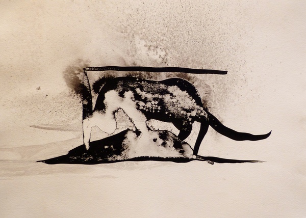 The Nocturnal Cat