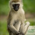 Monkey Business