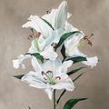 White Lilies