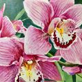 Pink Orchid